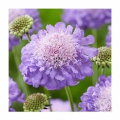 Scabiosa 'Mariposa Blue' | 2L Pot