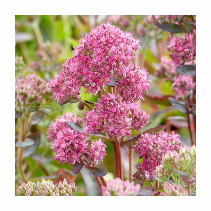 Sedum 'Munstead Dark Red' | 3L Pot