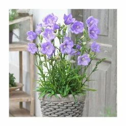Campanula persicifolia 'Takion Blue' | Peach-Leaved Bellflower