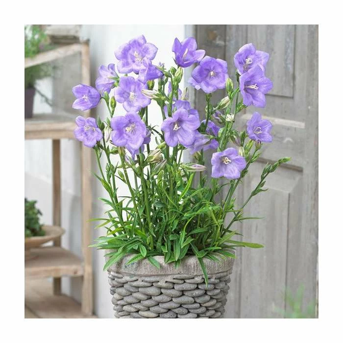 Campanula persicifolia 'Takion Blue' | Peach-Leaved Bellflower