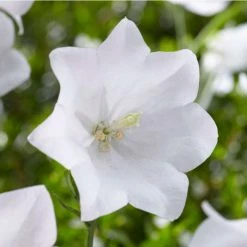 Campanula 'Takion White' | 3L Pot
