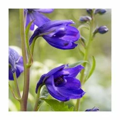 Delphinium 'Dark Blue Black Bee' | 3L Pot