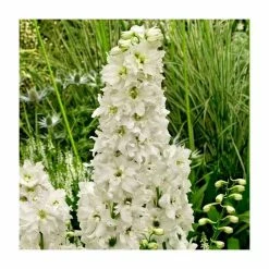 Delphinium 'Magic Fountain Pure White'