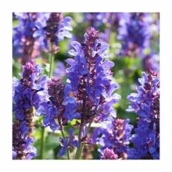 Salvia nemorosa 'Blue Marvel' | Wild Sage