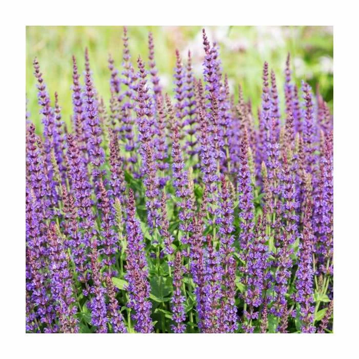 Salvia 'East Friesland' | 3L Pot - Image 2