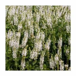 Salvia 'Lyrical White' | 3L Pot