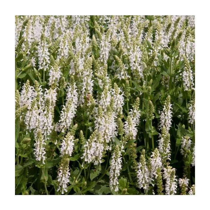 Salvia 'Lyrical White' | 3L Pot