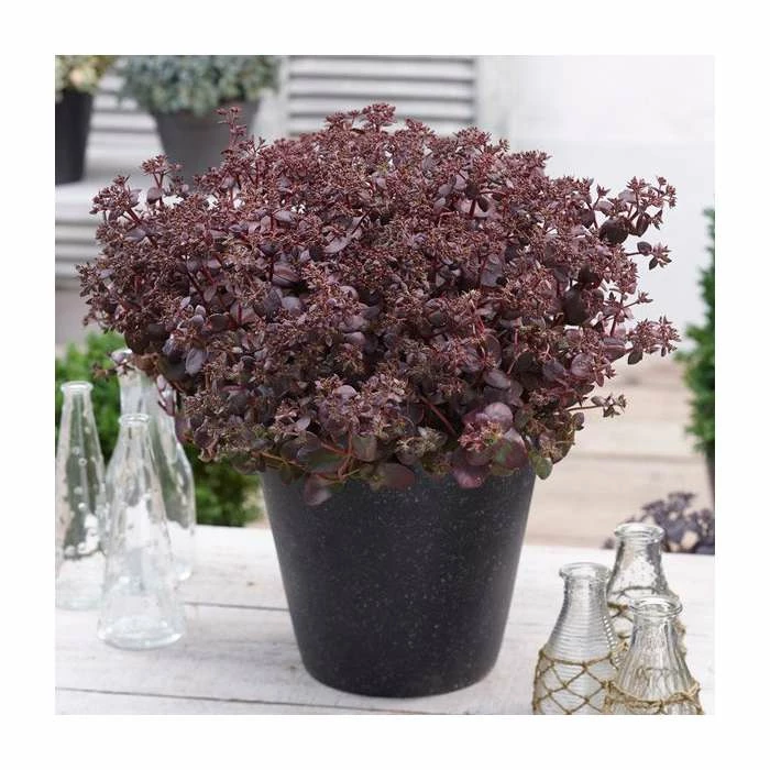 Sedum 'Sunsparkler Firecracker' | 3L Pot - Image 2
