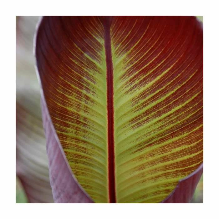 Ensete ventricosum 'Maurelii' | 3L Pot - Image 2