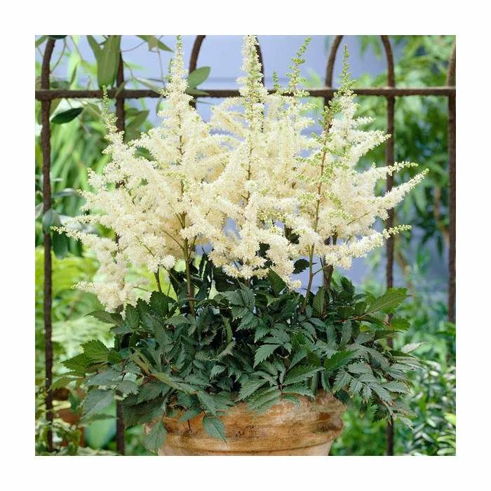 Astilbe 'Ellie' | 3L Pot