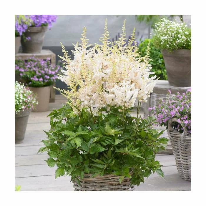 Astilbe 'Happy Spirit' | 3L Pot