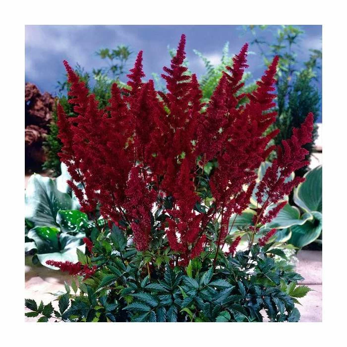 Astilbe 'Red Sentinel' | 3L Pot