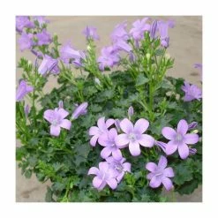 Campanula 'Blue Moon' | 2L Pot