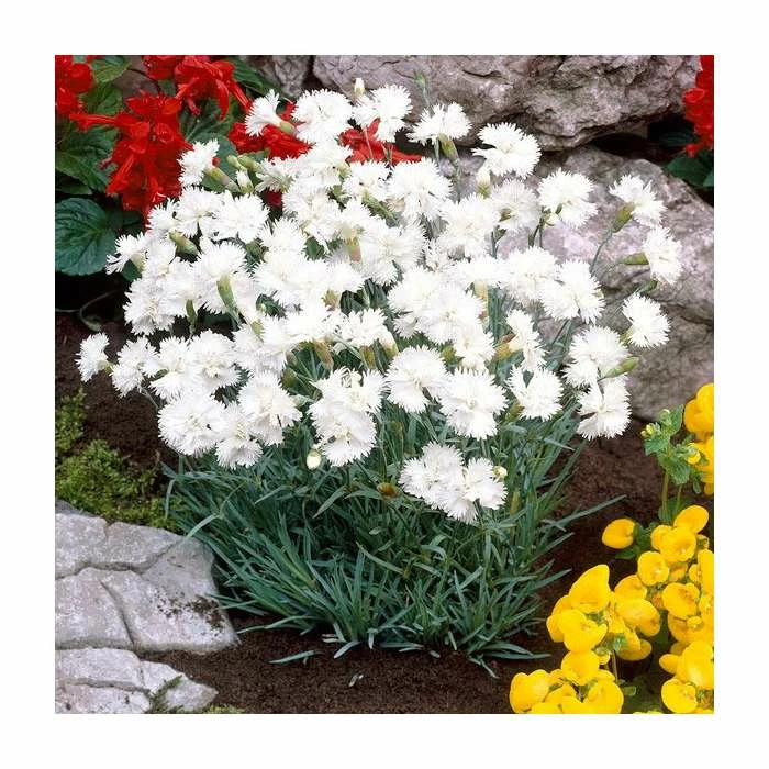 Dianthus 'Cocktail Mojito' | Pink