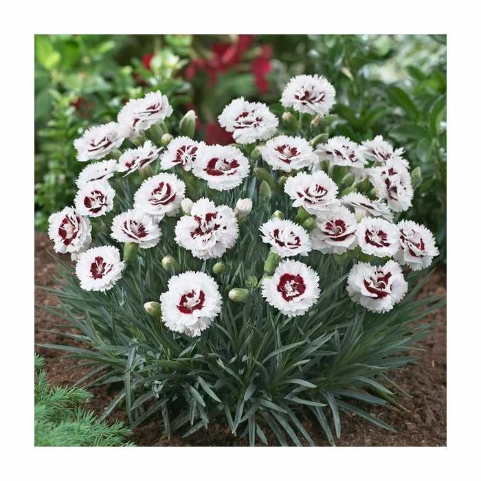 Dianthus Scented 'Coconut Sundae' | 2L Pot