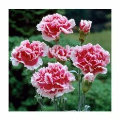 Dianthus Scented 'Sugar Plum' | 2L Pot