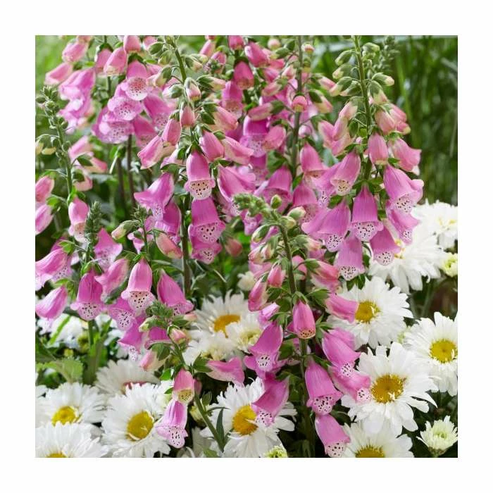 Digitalis 'Pink Panther' | 2L Pot