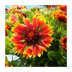 Gaillardia × grandiflora 'Sunset Flash' | Blanket Flower