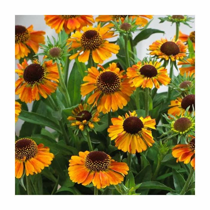 Helenium 'Short n Sassy' | 3L Pot - Image 3