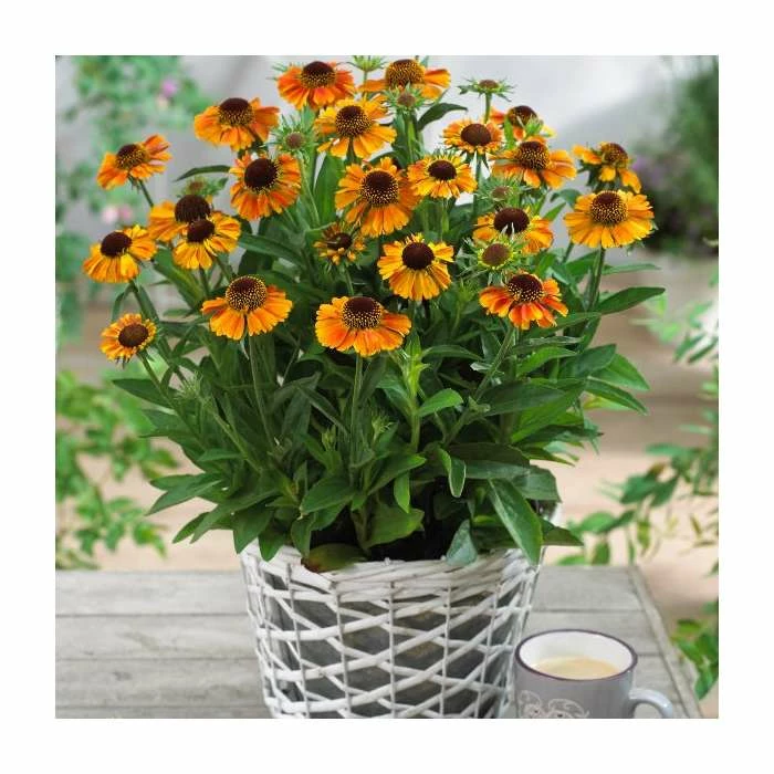Helenium 'Short n Sassy' | 3L Pot - Image 2