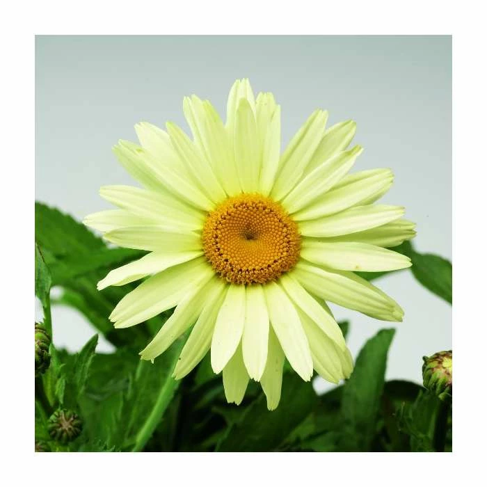 Leucanthemum 'Broadway Lights' | 3L Pot