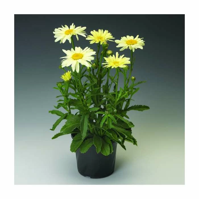 Leucanthemum 'Broadway Lights' | 3L Pot - Image 2