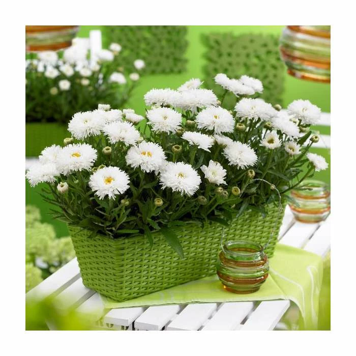 Leucanthemum 'Cloud Cumulus' | 3L Pot