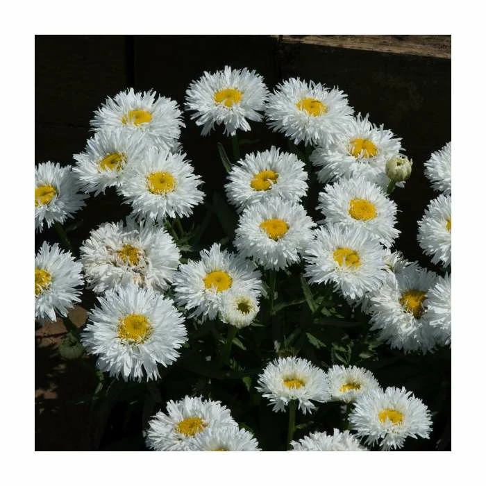 Leucanthemum 'Cloud Cumulus' | 3L Pot - Image 2