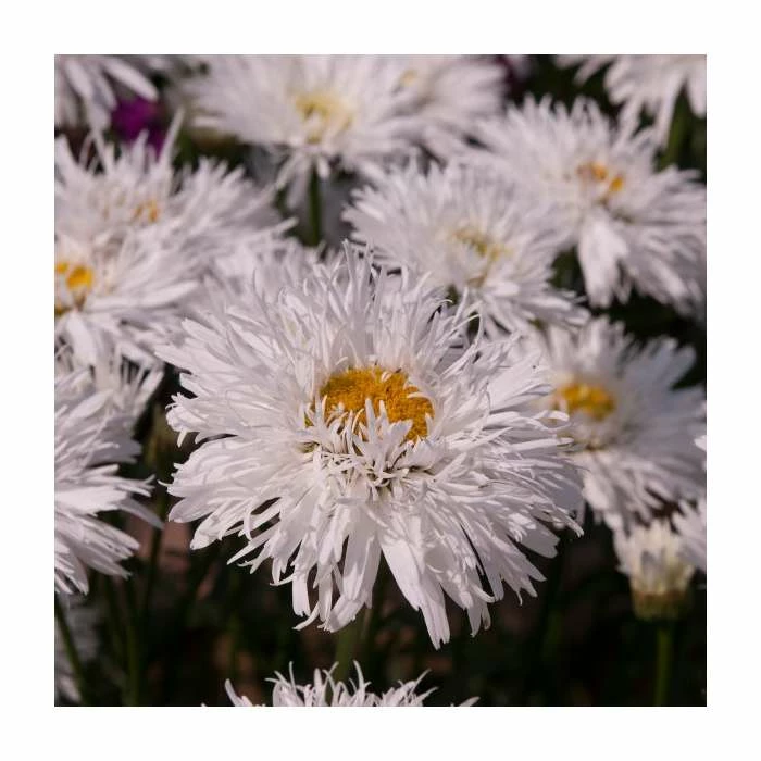 Leucanthemum 'Sante' | 3L Pot