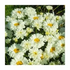 Leucanthemum 'Victorian Secret' | 3L Pot