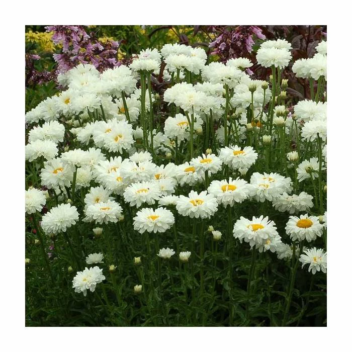 Leucanthemum 'Victorian Secret' | 3L Pot - Image 2
