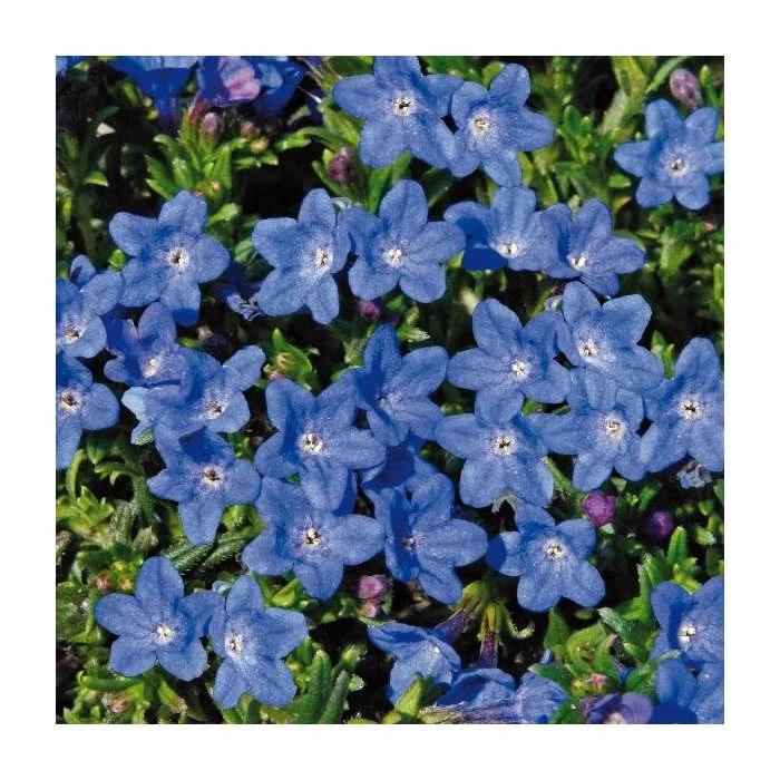 Lithodora diffusa 'Grace Ward' | Stone Gift