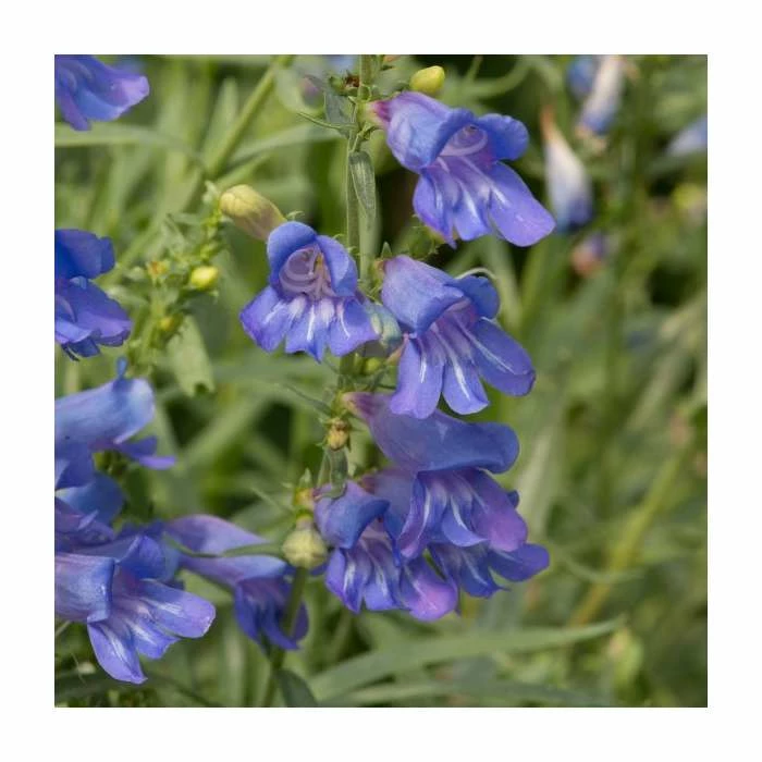Penstemon 'Electric Blue' | 2L Pot