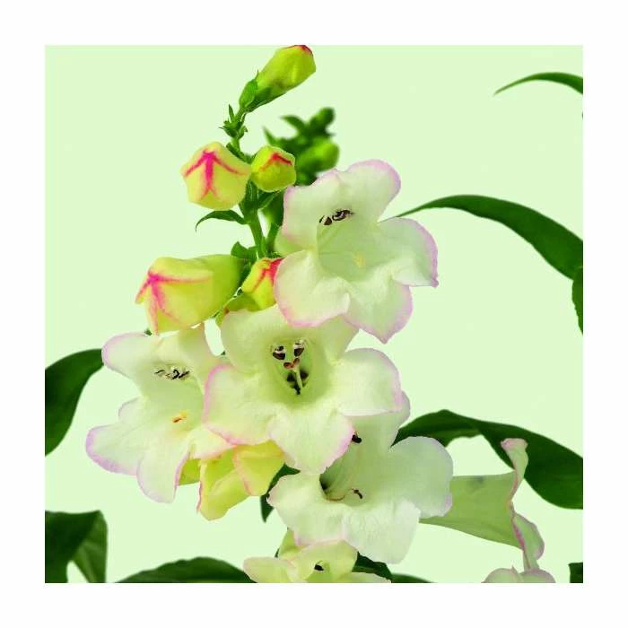 Penstemon 'Phoenix Appleblossom' | 3L Pot - Image 2