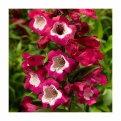 Penstemon 'Phoenix Magenta' | 3L Pot