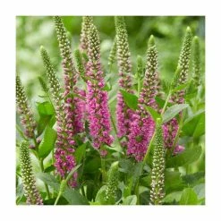 Veronica 'Moody Blues Pink' | 3L Pot