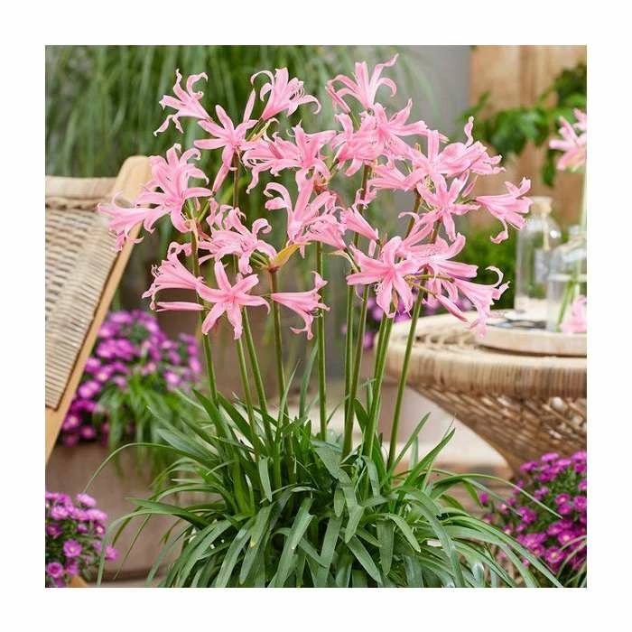 Amarine 'Belladiva' | 3L Pot