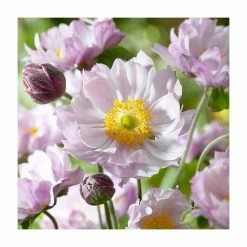 Anemone 'Frilly Knickers'