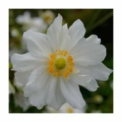 Anemone 'Ruffled Swan' | 3L Pot