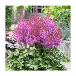 Astilbe 'Purple Rain' | 3L Pot
