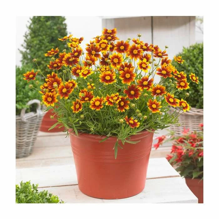 Coreopsis 'Little Bang Daybreak' | 3L Pot
