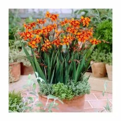 Crocosmia 'Emily McKenzie' | 3L Pot