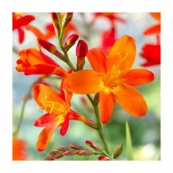Crocosmia 'Fire King' | 3L Pot