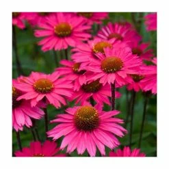 Echinacea 'Sensation Pink' | 3L Pot