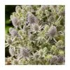 Eryngium 'Magical Blue Globe' | 3L Pot