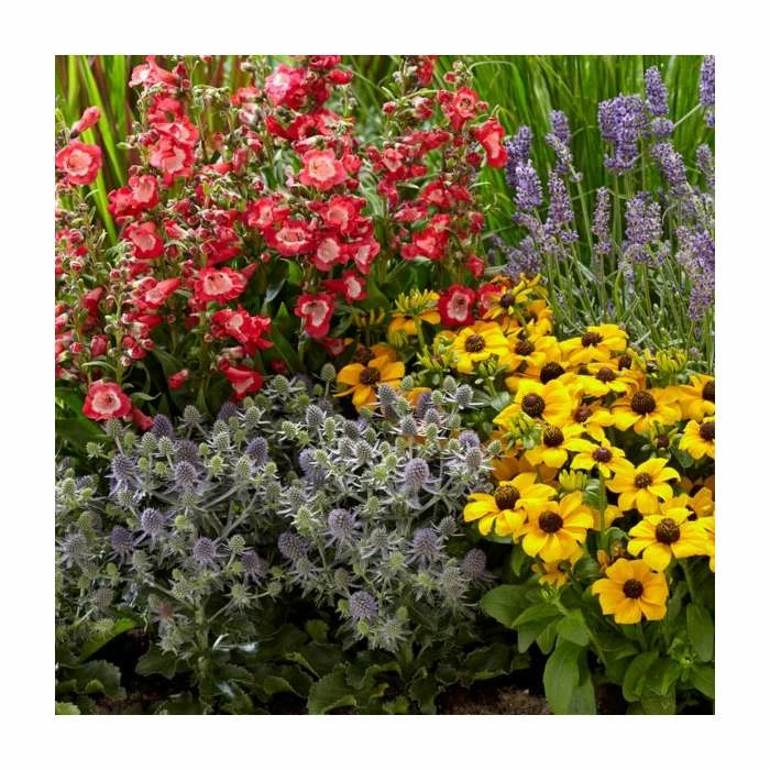 Eryngium 'Magical Blue Globe' | 3L Pot - Image 2