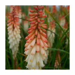 Kniphofia 'Orange Vanilla Popsicle' | 3L Pot