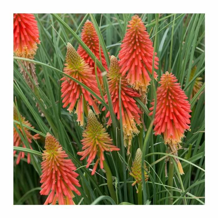 Kniphofia 'Papaya Popsicle' | 3L Pot - Image 2