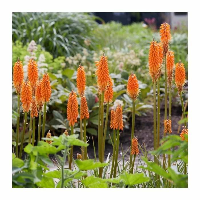 Kniphofia 'Pyromania Orange Blaze' | 3L Pot