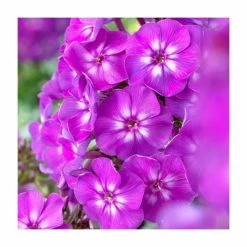 Phlox 'Purple Kiss' | 3L Pot